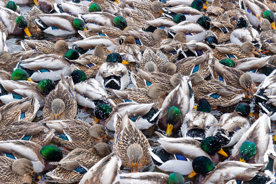 Mallard ducks and drakes background. Winter snow scene of wild birds on lake