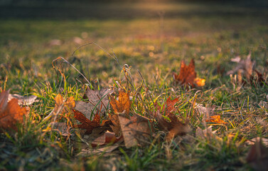 Morning nature in sunlight and dew