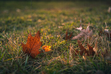 Morning nature in sunlight and dew