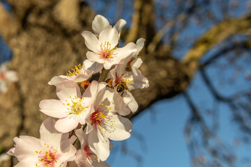 Close-up of almond blossoms (Prunus dulcis) with a bee (Apis mellifera)