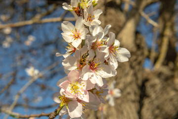 Close-up of almond blossoms (Prunus dulcis) with a bee (Apis mellifera)