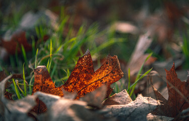 Morning nature in sunlight and dew