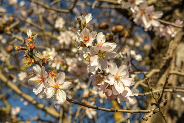 Close-up of almond blossoms (Prunus dulcis) on a sunny day. First flowers blooming