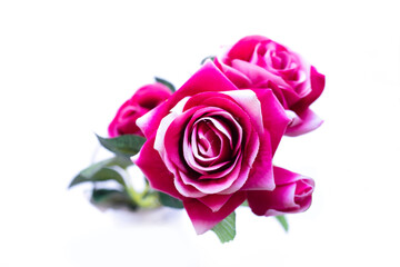 A beautiful bouquet of isolated pink roses on a white background