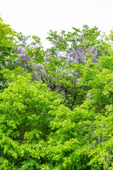 山に咲く野生の藤の花