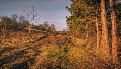 Obraz premium Nature in morning