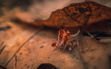 Nature in morning
