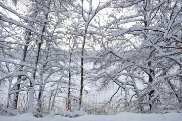 Beautiful snowy trees by frozen lake in beautiful winter morning. Przywidz Lake, Kashubia, Poland