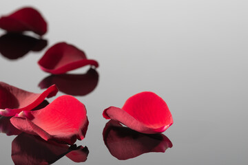Red rose petals. Great reflection. Greeting card for Valentine's Day and birthday. Copy space
