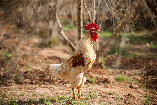 photo of a walking rooster, soft focus. 