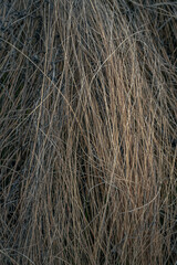 Fototapeta premium Nature beauty