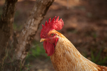 the head of the cock close up, soft focus. 