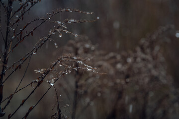 Nature beauty
