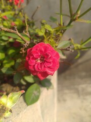 Red Rose Flower Closeup