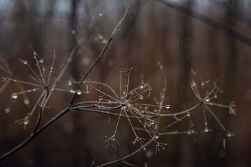 Nature beauty