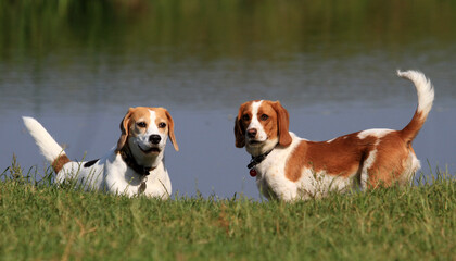 Beagle & friend on the river bank