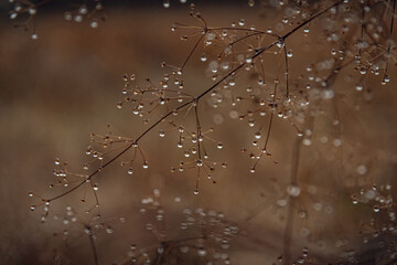 Nature beauty