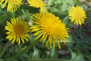 Adorable fresh yellow dandelions in sunny on blurred floral background