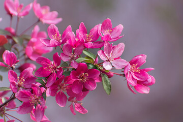 The beautiful   flowering branch of wild pink cherry and green leaves