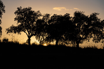 Photo of a group of trees with the sun located on their back during sunset in the north of Extremadura, Spain.