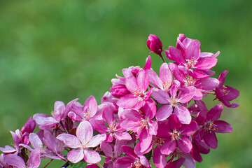 The amazing  sprig of bright pink wild cherry tree flowers on blurred green floral background