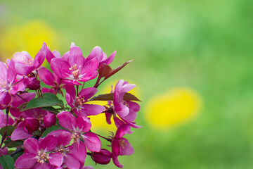The beautiful   flowering branch of wild pink cherry on blurred green-yellow background