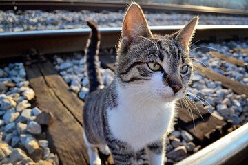 Cat on the rails