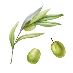 Olive branch with leaves and fruit watercolor illustration set. Green raw organic olive natural collection. Tree elegant branch with green leaves and fruit elements on a white background. 