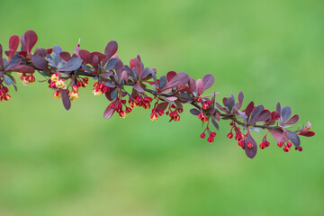 Beautiful branch of barberry flowers  with  violet leaves closeup on blurred green floral background