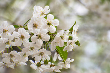 The beautiful  blooming white cherry branch on blurred multicolored floral background.