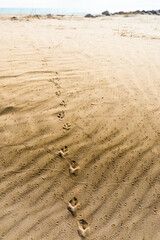 Footprint of a bird on a sandy beach of the Mediterranean sea