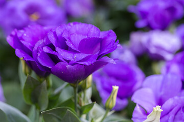 Beautiful Lisianthus flowers in the garden