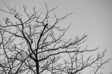 Trees and the sky at park bangkok Thailand.