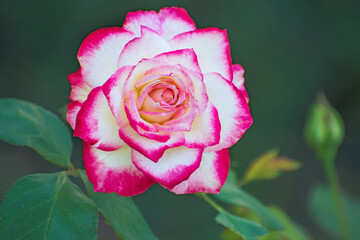 Amazing lonely red - white rose flower with some green leaves