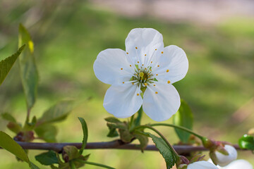 The beautiful sprig of cherry tree with lonely big flower closeup