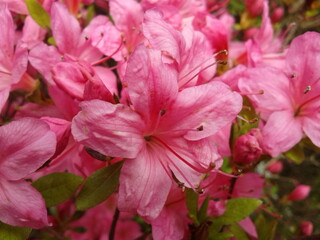 Japanese azaleas bloom very chic