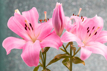 Beautiful flowers of lillies on colored background background. - obrazy, fototapety, plakaty