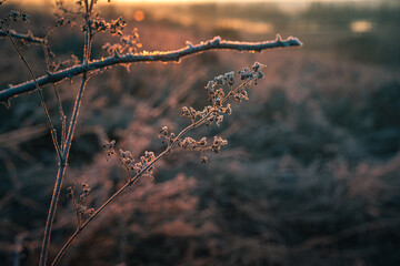 Frosen nature
