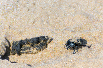 Old World dung beetle with a piece of dung