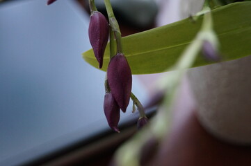 purple orchid flower