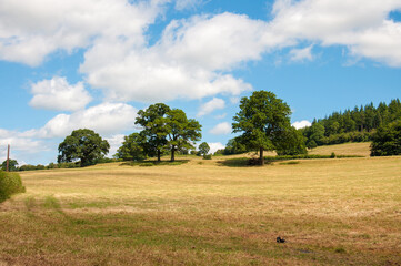 Summertime crops in the British countryside.