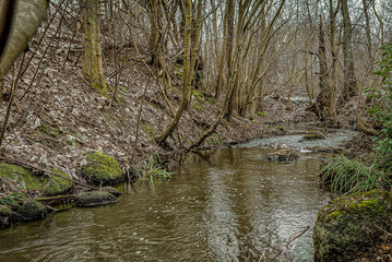 creek floating through the woodland