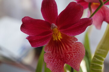 red orchid flower