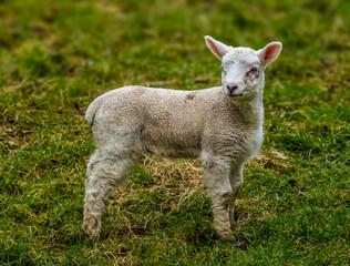 A lamb watchful  in a field near Market Harborough, UK in springtime