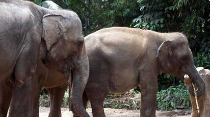 Elephants at Taman Safari Indonesia
