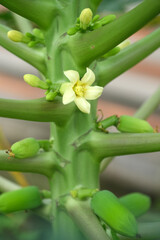 Indonesia Bali - Ubud Blooming Papaya tree with fruits