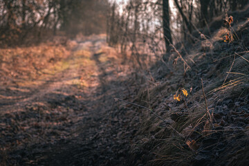 Morning nature in sunlight and dew
