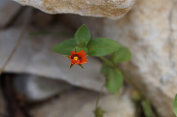 small beautiful flower on the beach