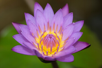 Indonesia Bali - Ubud - Pink Water lily