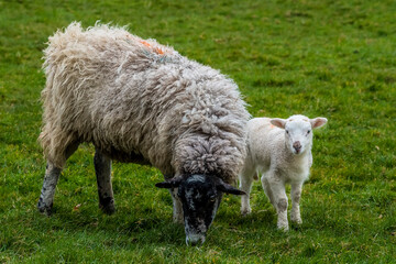 Naklejka premium A baby lamb peers sheepishly around her mother in a field near Market Harborough, UK in springtime